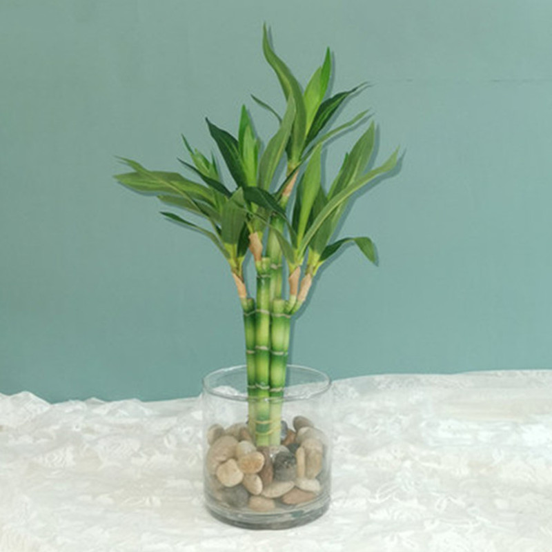 Aquarium Marine Plants - Yeni 40cm Yapay Şanslı Bambu Sukulent