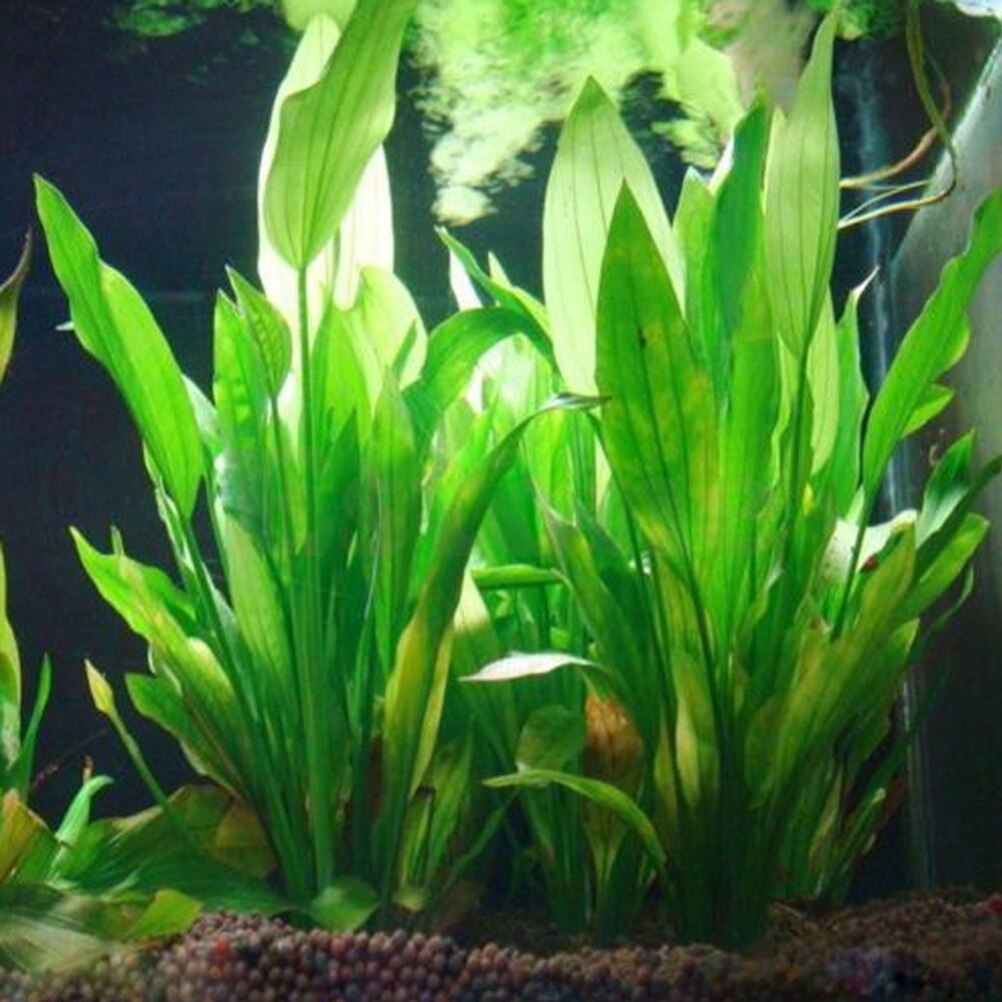 Marine Aquarium All In One - 15 cm Yapay Akvaryum Dekor Bitkiler