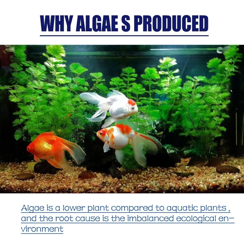 50g Yüksek Etkili Alg İlacı, A - Aquarium Marine Plants incelemesi ve fiyatı