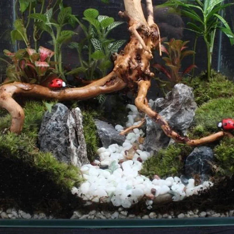Doğal ağaç gövdesi Driftwood a - Marine Aquarium All In One incelemesi ve fiyatı