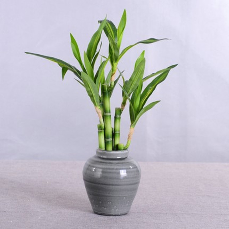Yeni 40cm Yapay Şanslı Bambu S - Aquarium Marine Plants incelemesi ve fiyatı