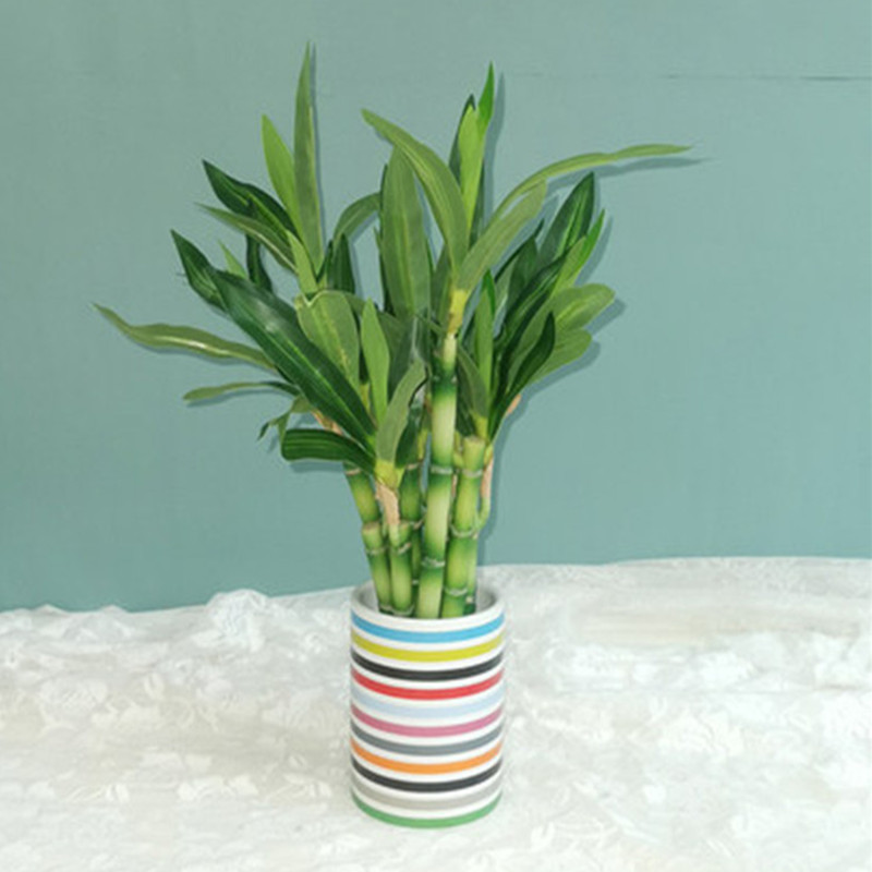 Yeni 40cm Yapay Şanslı Bambu S - Aquarium Marine Plants incelemesi ve fiyatı