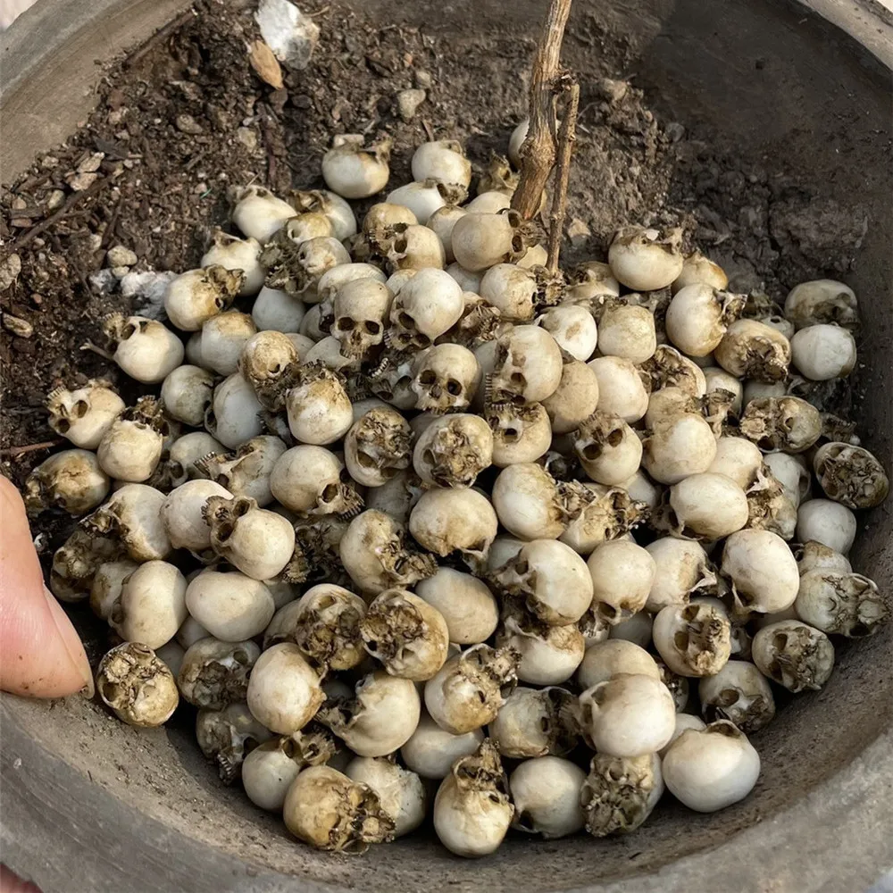 Mini Kafatası Yüksek Kaliteli  - Aquarium Marine Plants incelemesi ve fiyatı