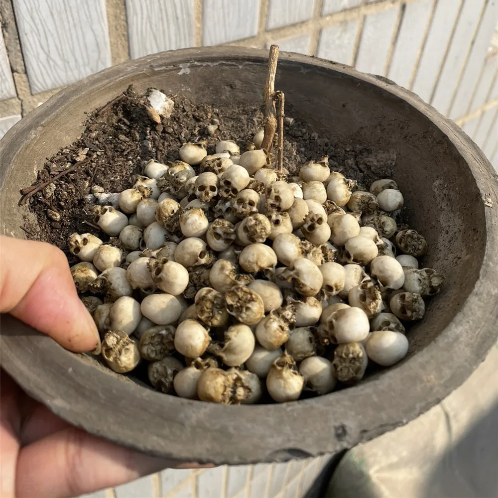 Mini Kafatası Yüksek Kaliteli  - Aquarium Marine Plants incelemesi ve fiyatı